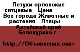Петухи орловские ситцевые › Цена ­ 1 000 - Все города Животные и растения » Птицы   . Алтайский край,Белокуриха г.